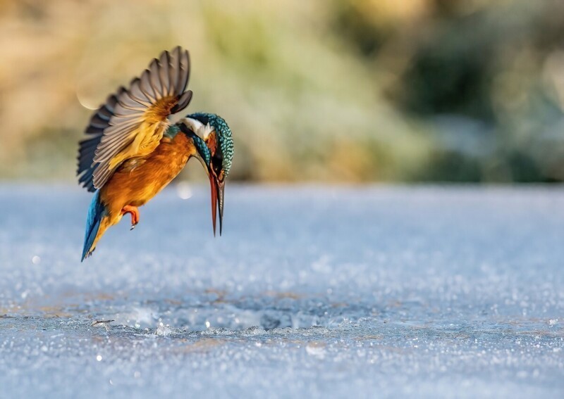Интересные кадры: зимородок пикирует в ледяное озеро, чтобы поймать рыбку на обед