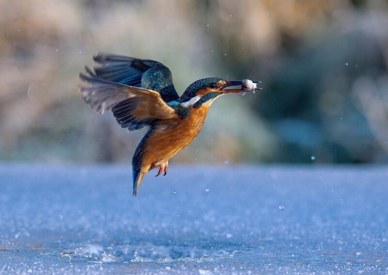 Интересные кадры: зимородок пикирует в ледяное озеро, чтобы поймать рыбку на обед