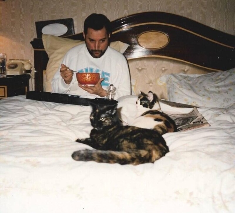 Фредди Меркьюри в постели с котейками, 1980-е