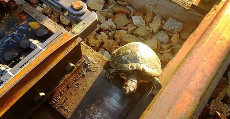 Японцы научили черепах переходить железнодорожные пути