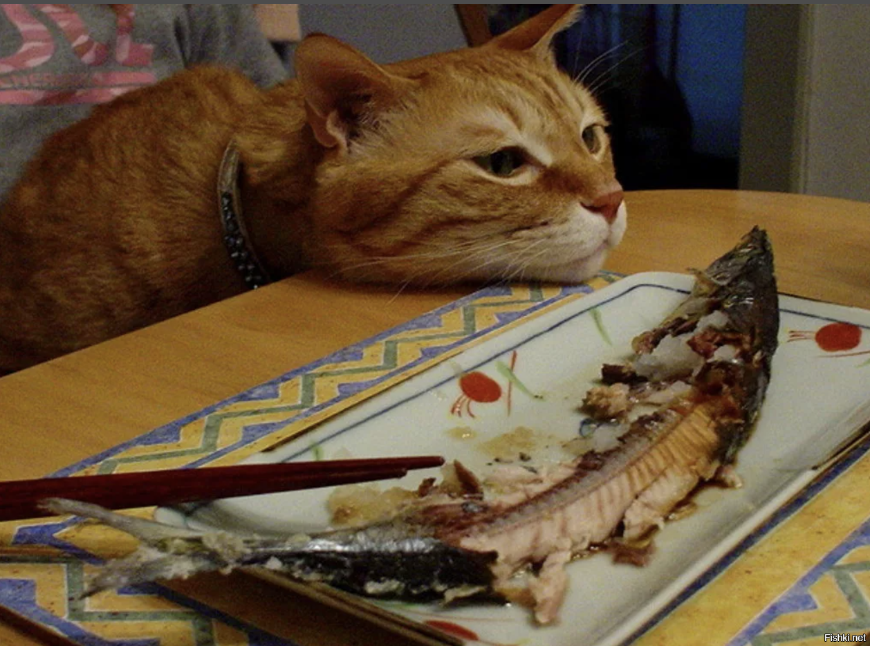 Кот любит рыбу