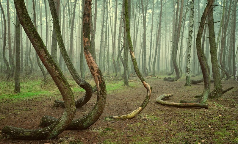 Изогнутый лес