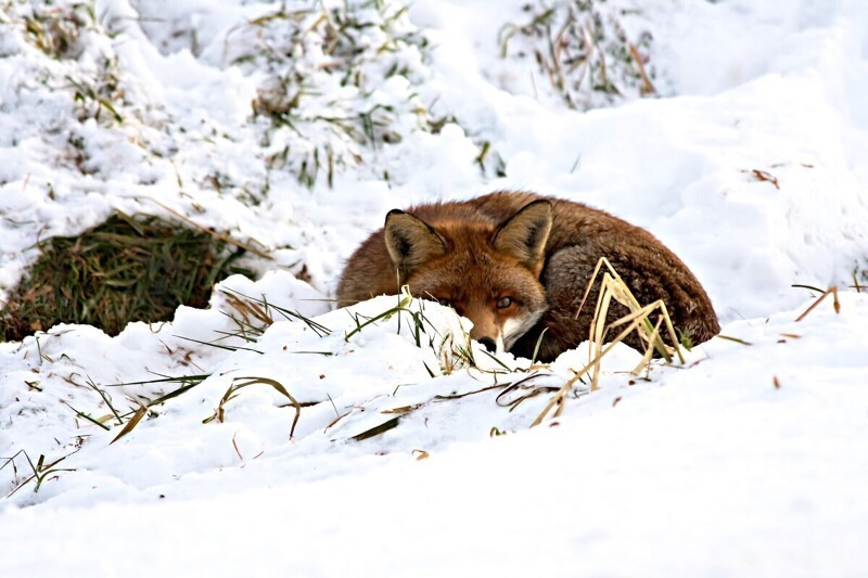 6 интересных фактов о том, как зимует лисица 
