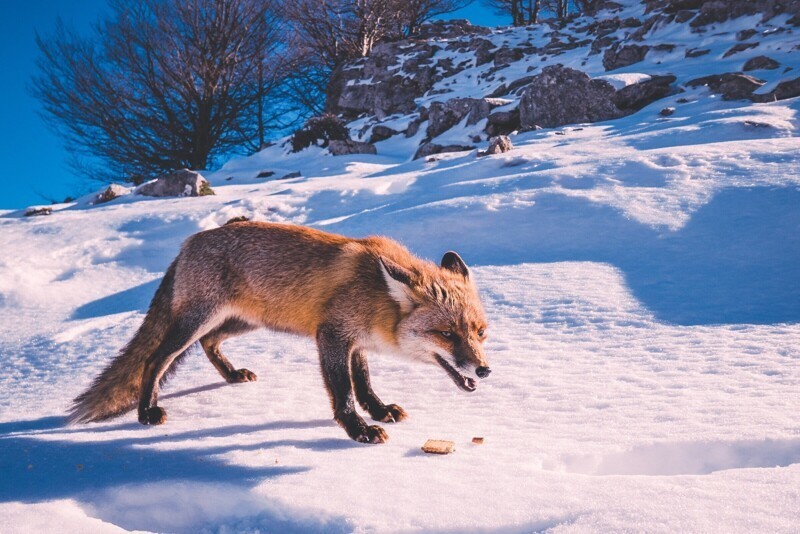 6 интересных фактов о том, как зимует лисица 