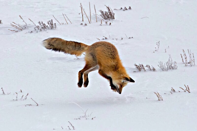 6 интересных фактов о том как зимует лисица