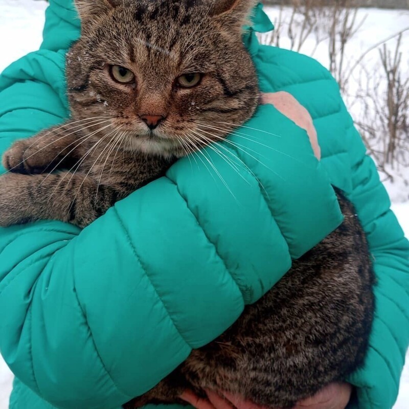 Спасение кота из западни