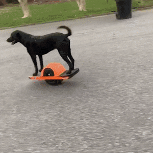 Собачьи гифки Собачьи гифки