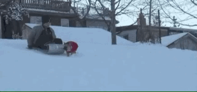 Собачьи гифки Собачьи гифки