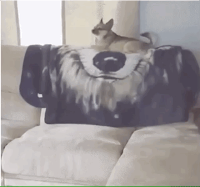 Собачьи гифки Собачьи гифки