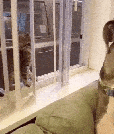 Собачьи гифки Собачьи гифки