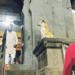 Собачьи гифки Собачьи гифки