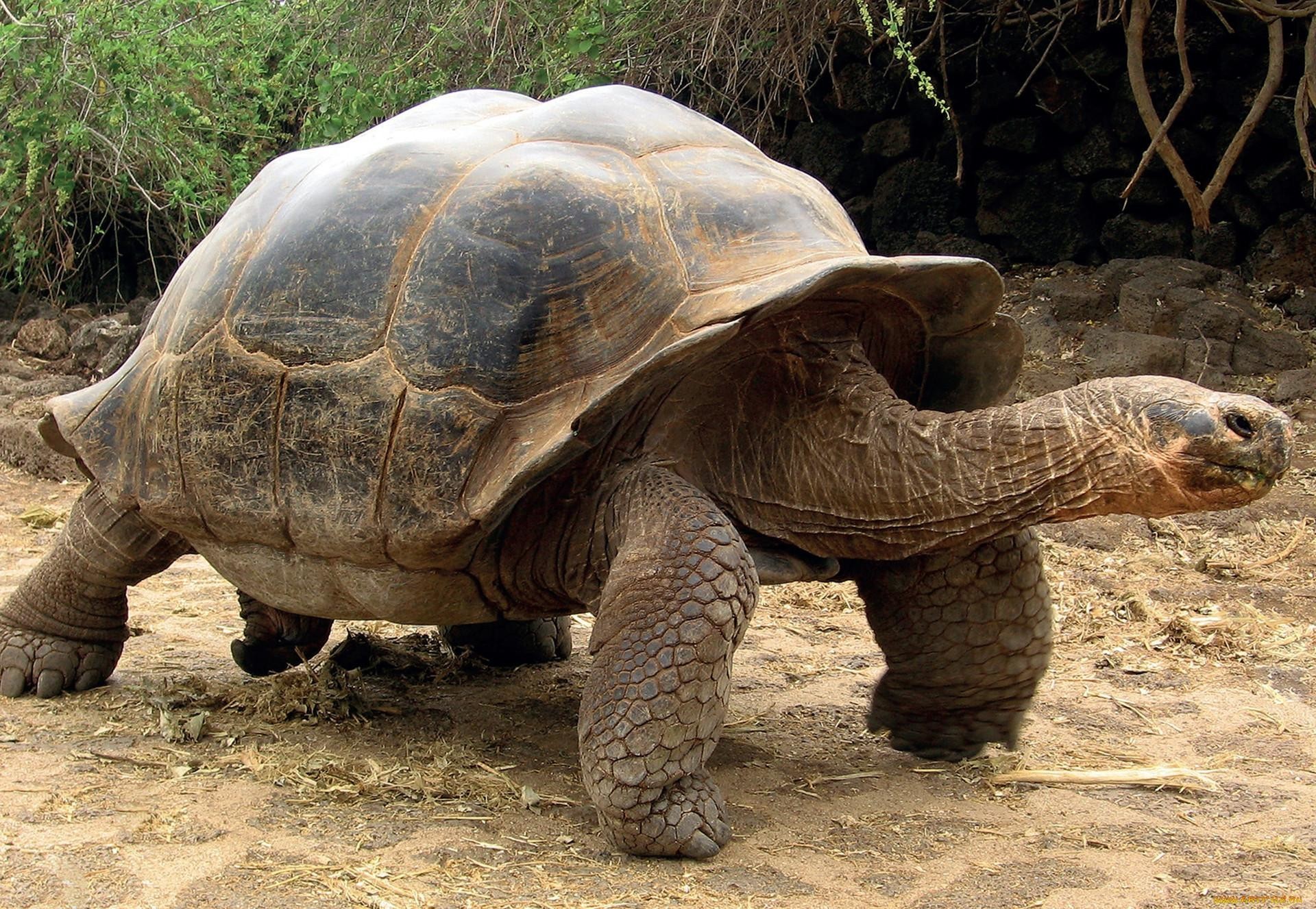 Слоновая черепаха среда обитания. Галапагосская черепаха. Слоновые черепахи Галапагосы. Галапагосская гигантская черепаха. Галапагосская черепаха морская.