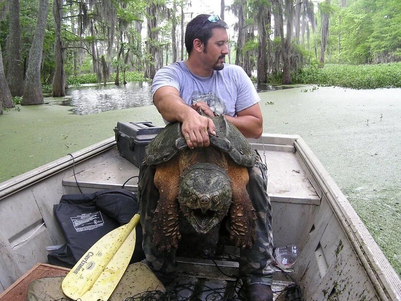 Грифовая черепаха: Капкан смерти в дремучих болотах