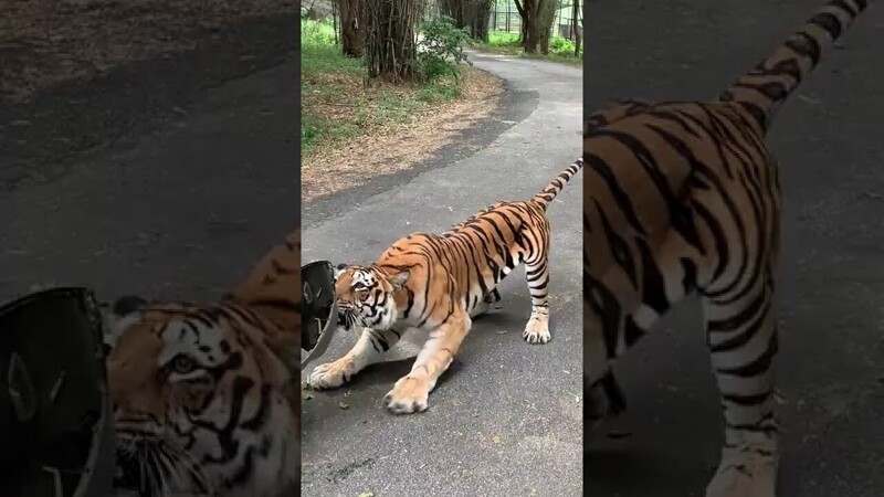 Бенгальский тигр пытался переместить автомобиль, заехавший на его территорию