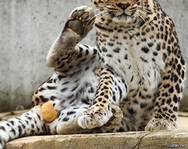 До невозможного прекрасные яйца яванского леопарда