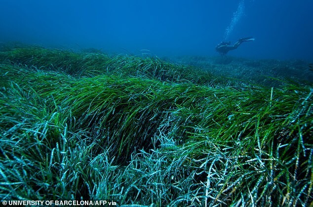 Морская трава поможет очистить океан от пластика
