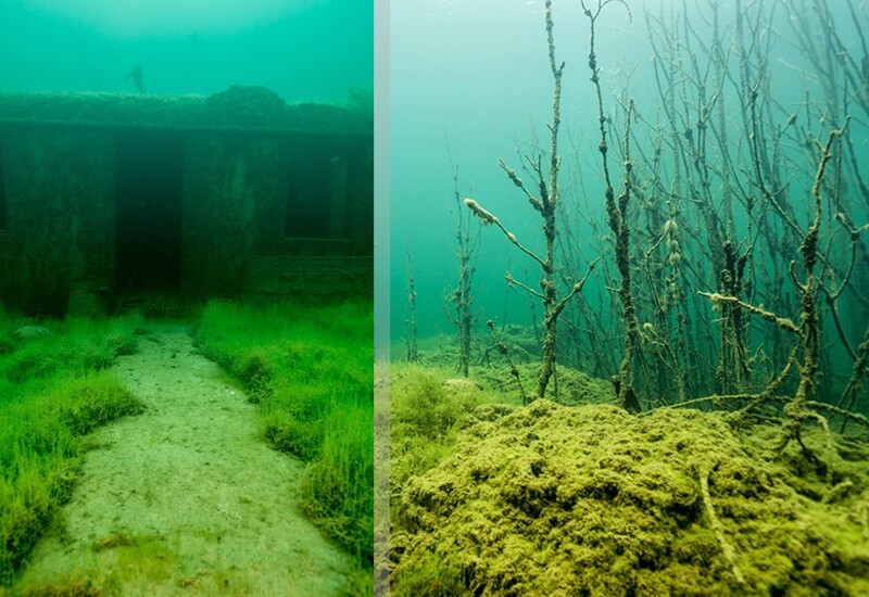 Подводный лес и подводная тропинка