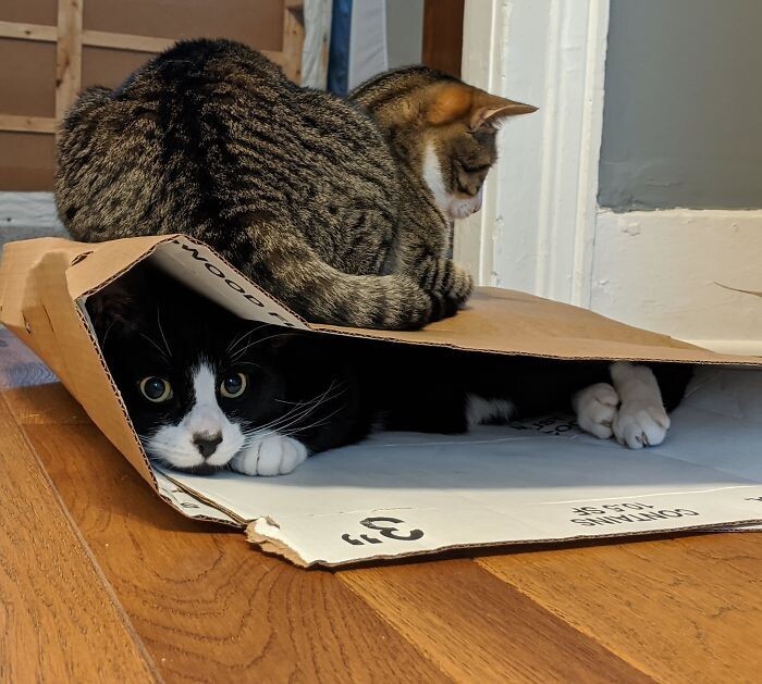 "Эпичная смесь из кота, который обожает сидеть в коробках, и кота, который обожает сидеть на коробках"