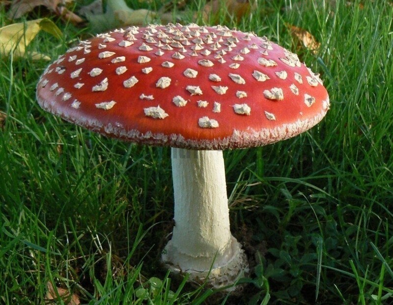 10. Мухомор и бледная поганка – самые ядовитые грибы