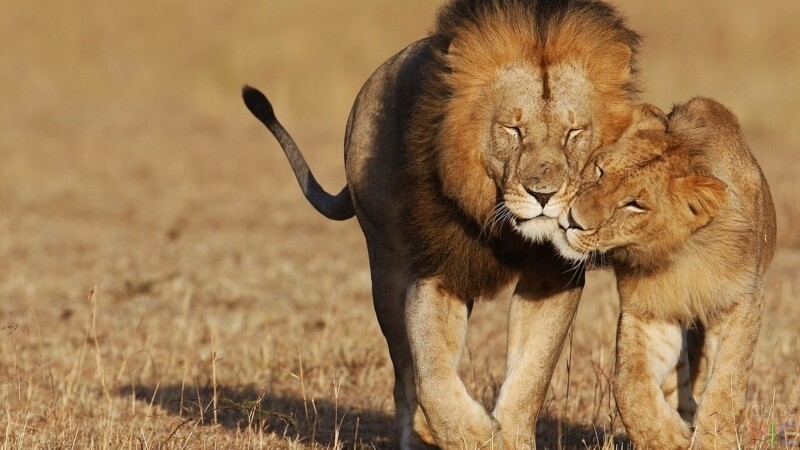 О львах – неприхотливых, но очень опасных царях природы
