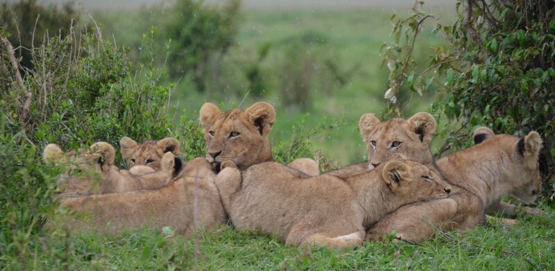 О львах – неприхотливых, но очень опасных царях природы