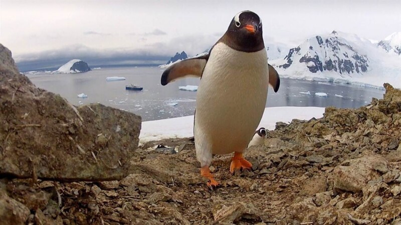 Думаете, что пингвины милые и ласковые? Ошибаетесь
