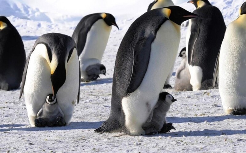 Думаете, что пингвины милые и ласковые? Ошибаетесь
