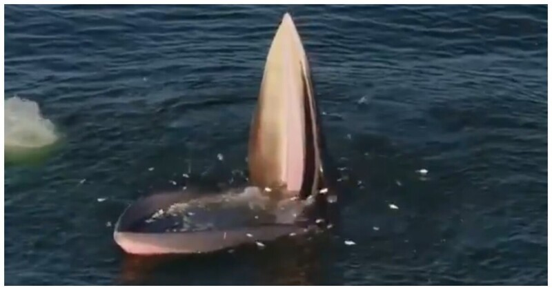 Охотничья хитрость: скромный перекус кита в Сиамском заливе