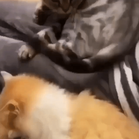 Ты кого кусаешь?