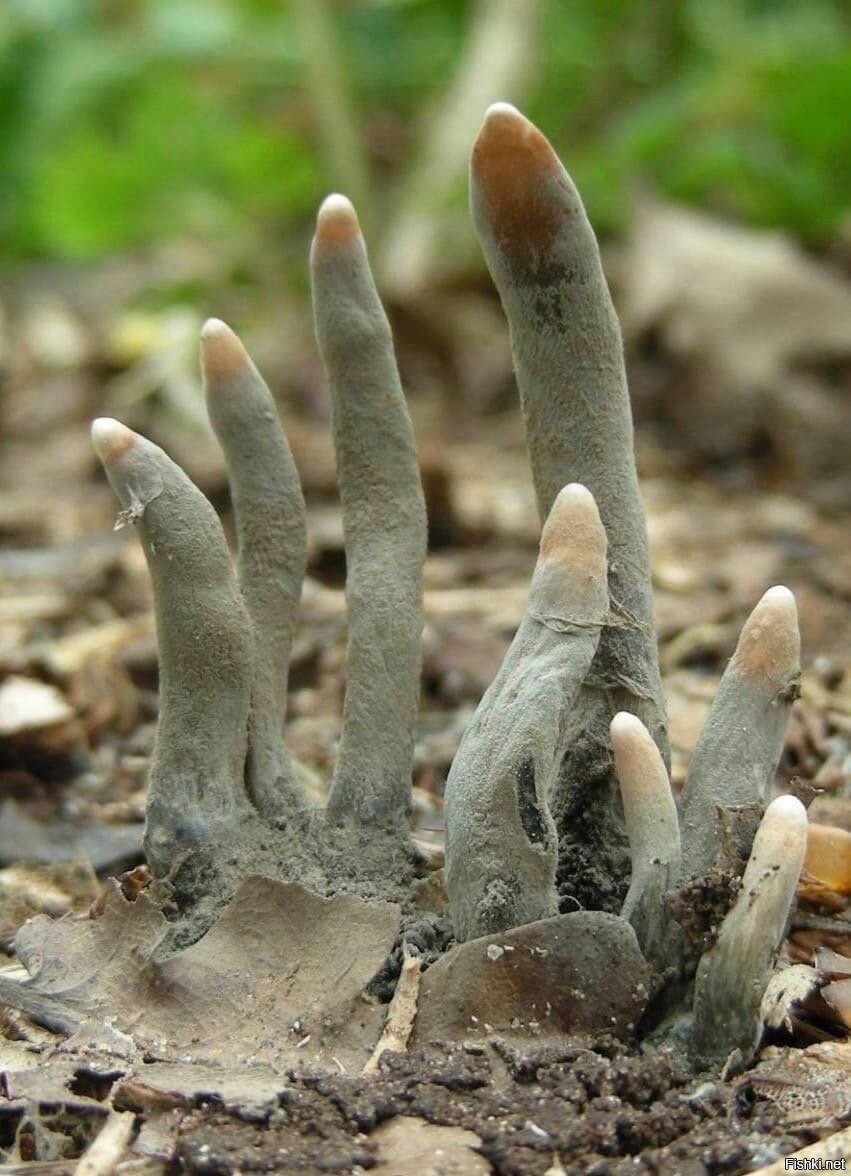 гриб пальцы дьявола фото