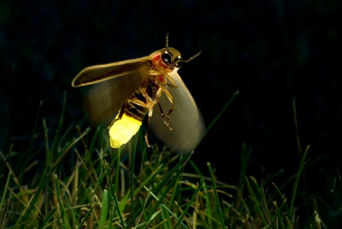 Светлячок-фотурис: Самое хитрое насекомое, что я встречал. 