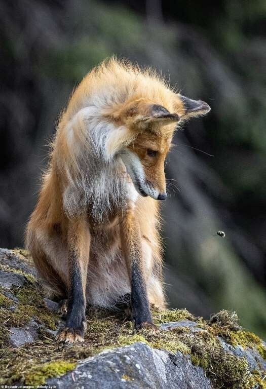 "Лисица" - Мелоди Литл, Национальный парк Кларк, Аляска