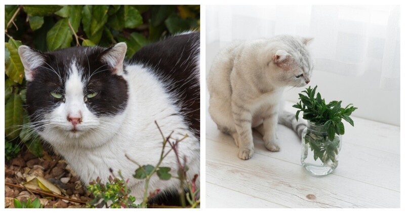 А мы пахнем кошачьей мятой и листвой. Кошачья мята. Кошачья мята приколы. Реакция кота на кошачью мяту. Кошачья мята кот дуреет.
