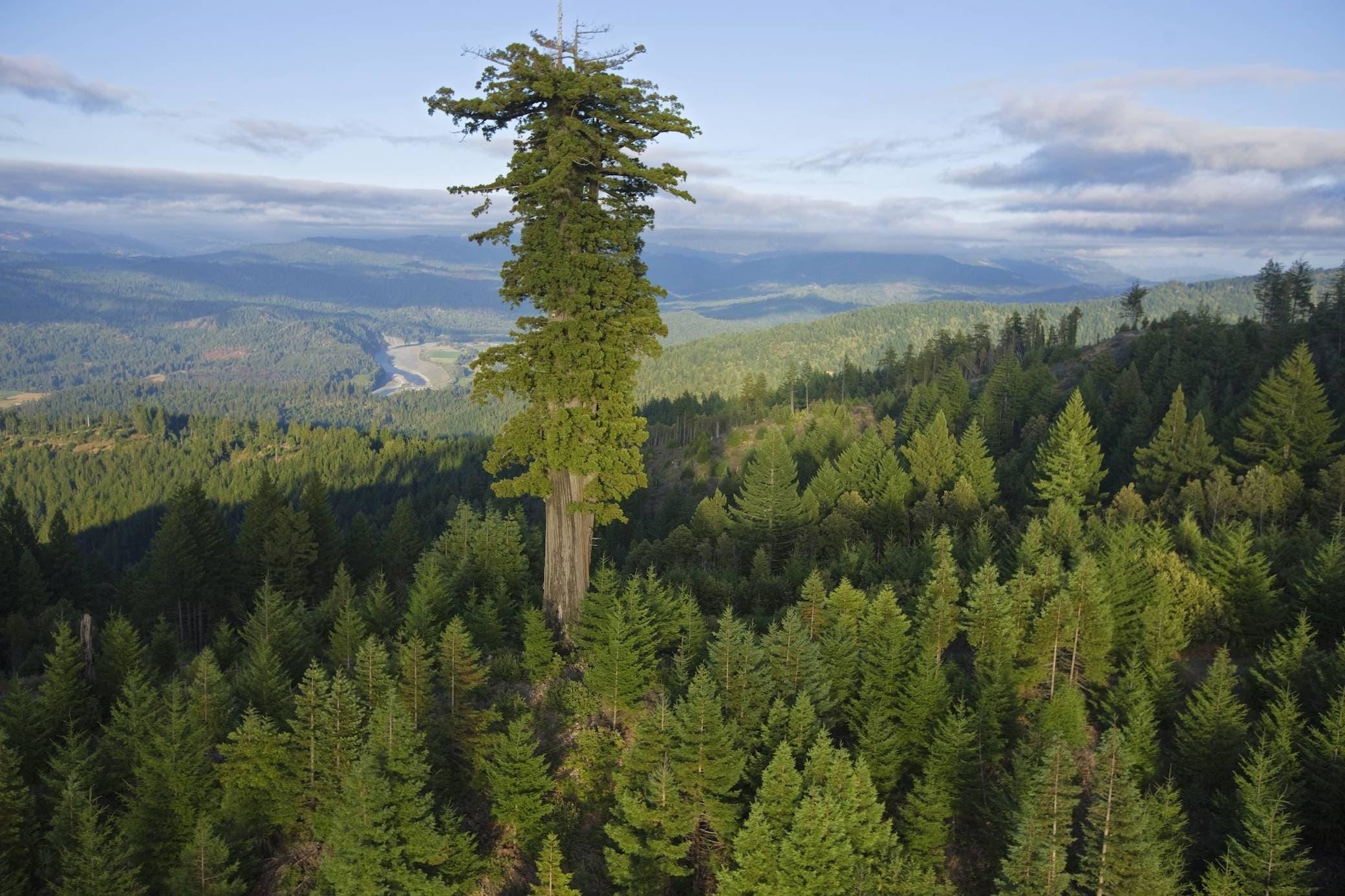 Гиперион, самое высокое дерево в мире. Его высота составляет 115 метров, а возраст-примерно 700-800 лет