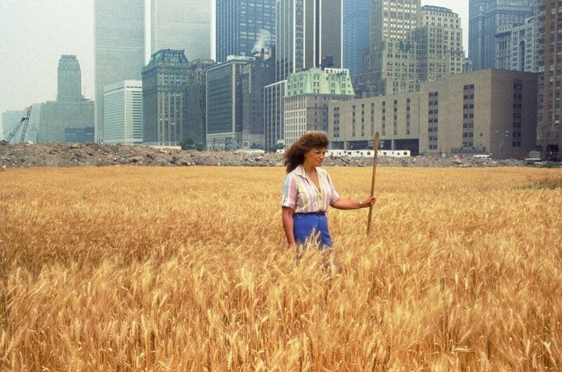 Агнес Денес. Пшеничное поле, Манхэттен, Нью-Йорк, 1982 год