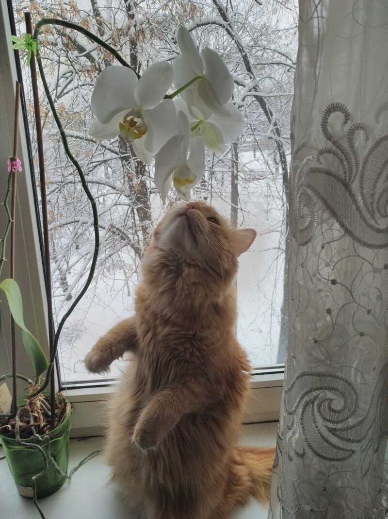 Орхидея кот
