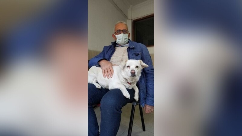 Верный пес прождал хозяина у больницы шесть дней