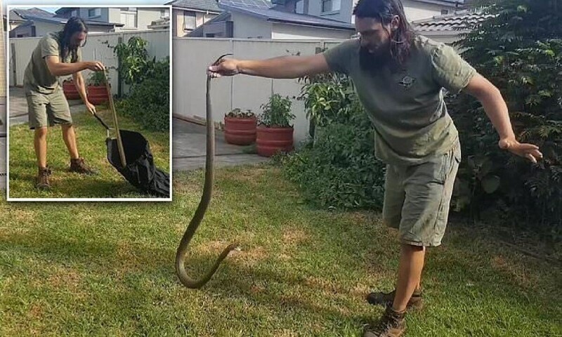 Видео: профессиональный ловец змей с трудом обезоружил ядовитую рептилию