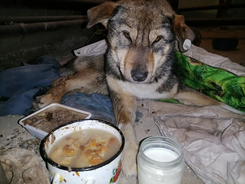 В Якутии собака вмёрзла в лёд, но неравнодушные жители спасли её