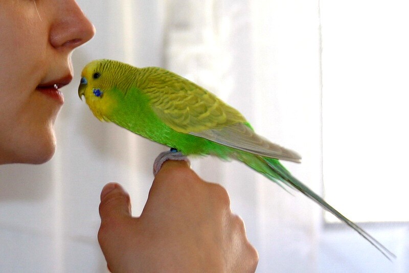 Признаки готовности к кладке у самок волнистых попугаев