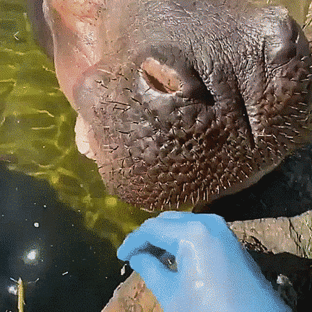 Гифки Гифки