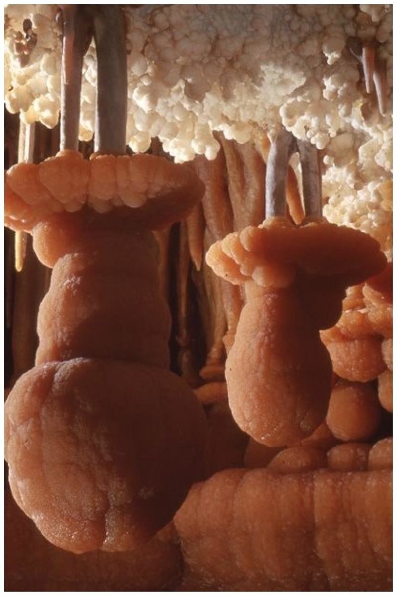 Итак, сталактиты - это хемогенные отложения в карстовых пещерах в виде образований, свешивающихся с потолка (сосульки, соломинки, гребёнки, бахромы и т. п.).