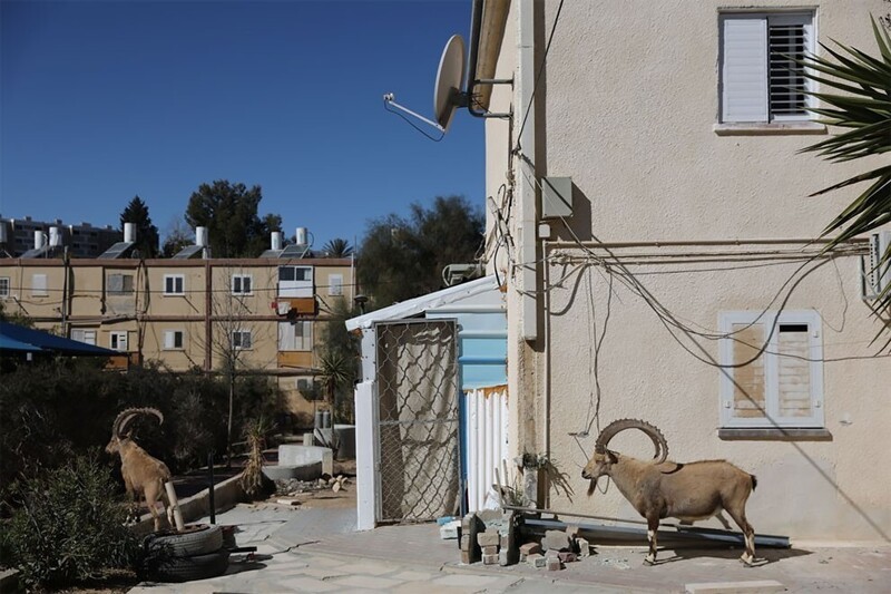 Горные козлы оккупировали пустующий из-за карантина Израиль