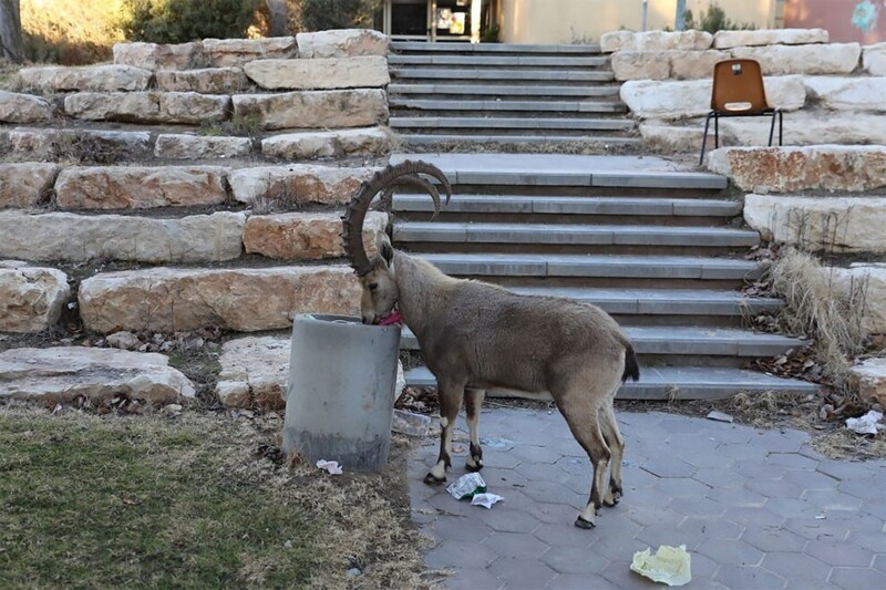 Горные козлы оккупировали пустующий из-за карантина Израиль