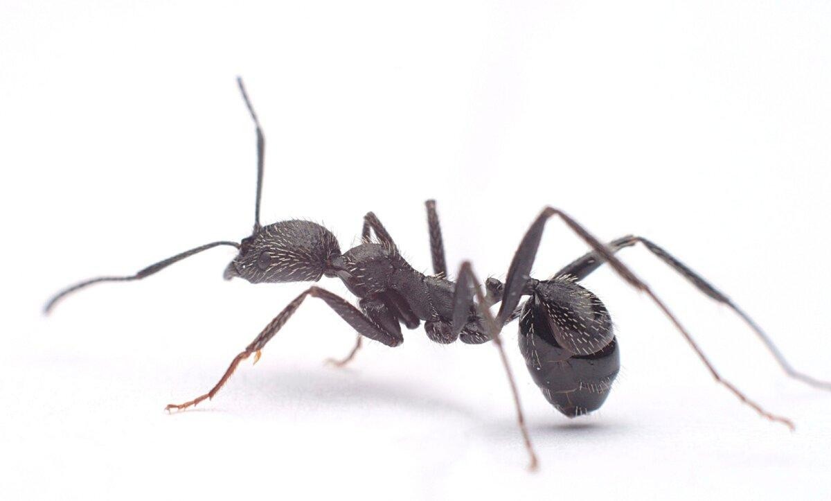Орудия труда у муравьёв: Насекомые в очередной раз доказали, что они не глупее приматов