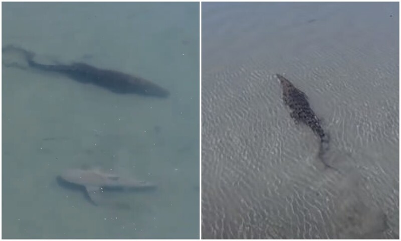 Дрон заснял момент встречи акулы и крокодила под водой