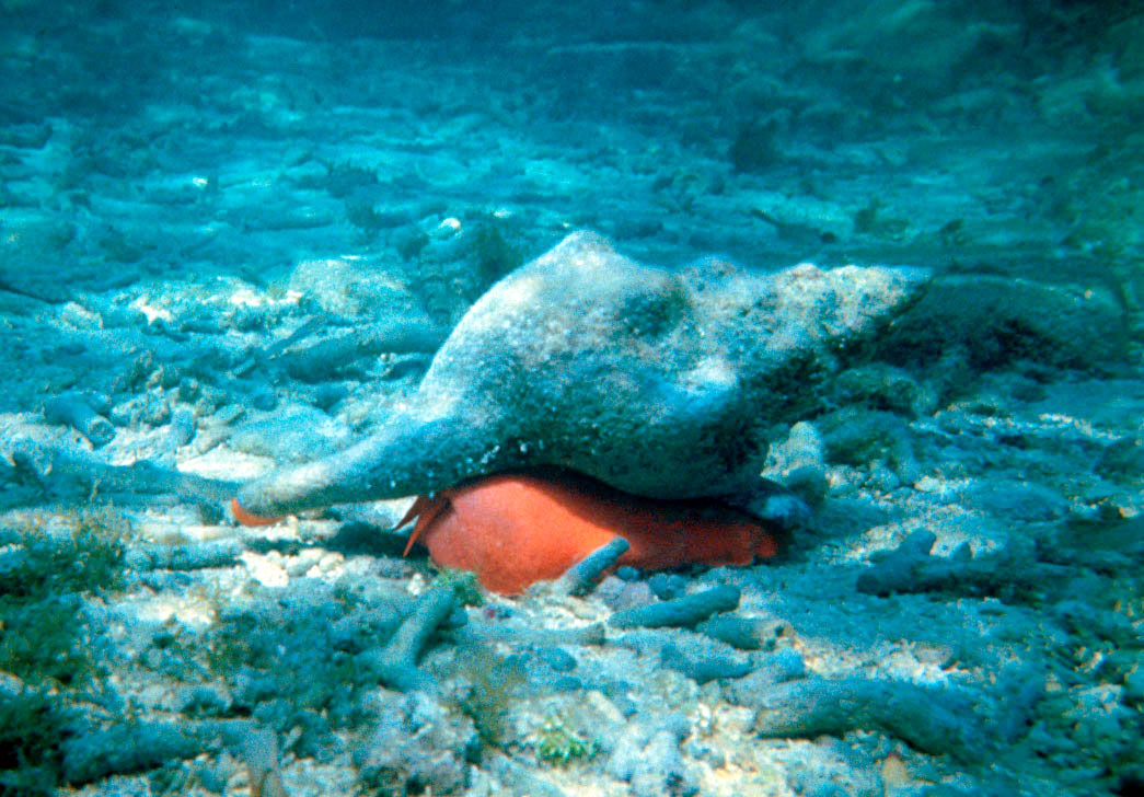 Лошадиная улитка: Огромный моллюск рекордсмен и его безумно медленные способы крошить свою добычу