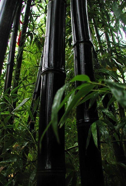 Черный бамбук