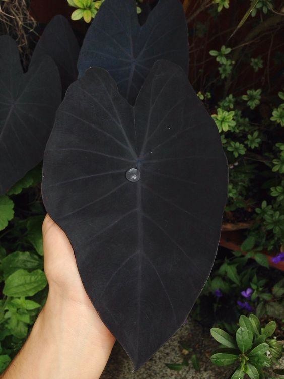 Колоказия древняя с черными листьями