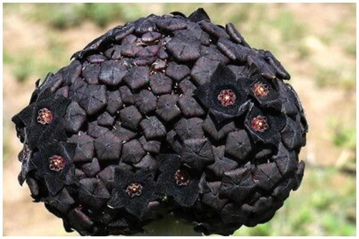 Чернота-то какая: 25 черных-черных растений в черном-черном лесу